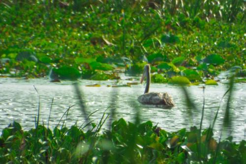 a duck swimming in a pond with plants at Sasanda Villa and Yala Safari Place in Tissamaharama