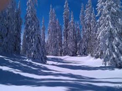 a group of trees with snow on them at Waldhaus in Sankt Martin am Tennengebirge