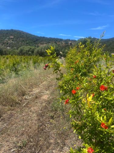 a field of flowers on a dirt road at A Malgrana - Tente lodge hébergement insolite in Coti-Chiavari