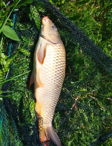 a fish with its head in the air at La Lacuri in Sovata