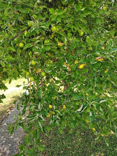 a tree with lots of oranges growing on it at Apartment Anna - Austrian country house in Marchfeld im Weinviertel in Marchegg