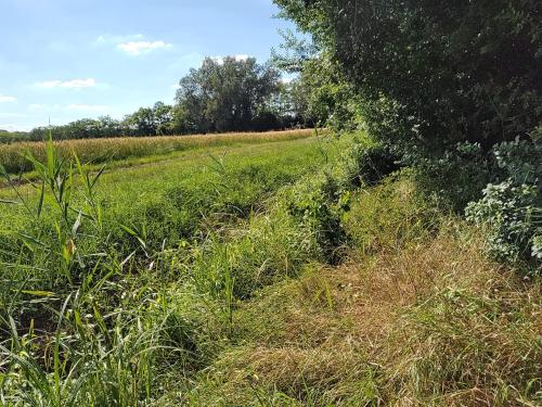 a field of tall grass with a tree in it at Apartment Anna - Austrian country house in Marchfeld im Weinviertel in Marchegg