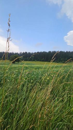 a field of tall grass with trees in the background at Vila Coka in Nova Varoš