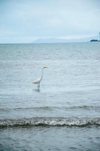a white bird standing in the water on the beach at The Humpback Turtle in El Valle