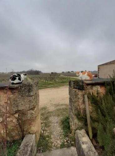 two cows sitting on top of a stone wall at Chambres d'hôtes de charme dans un vignoble in Saint-Trojan