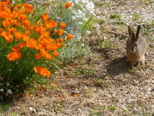 a rabbit standing next to a bunch of orange flowers at Chambres d'hôtes de charme dans un vignoble in Saint-Trojan