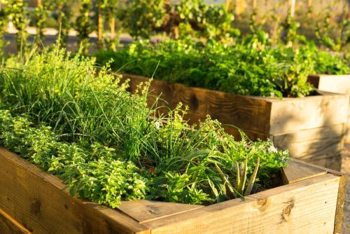 two wooden boxes filled with plants in a garden at Allegretto Vineyard Resort Paso Robles in Paso Robles