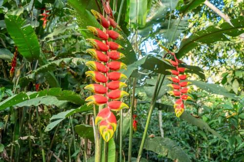 Afbeelding uit fotogalerij van Magico Bosque - Bungalow in Moyobamba