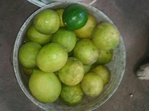 Un tazón de limas verdes sobre una mesa en Magico Bosque - Bungalow, en Moyobamba