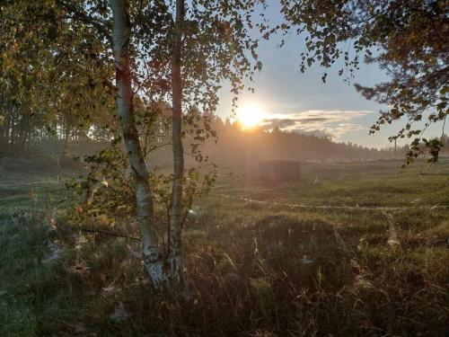 a tree in a field with the sun setting at Pod Żurawiem Urokliwy domek na Kaszubach in Michalin