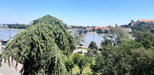 un grand arbre devant une rivière dans l'établissement Apartment Quay for EXIT festival, à Novi Sad