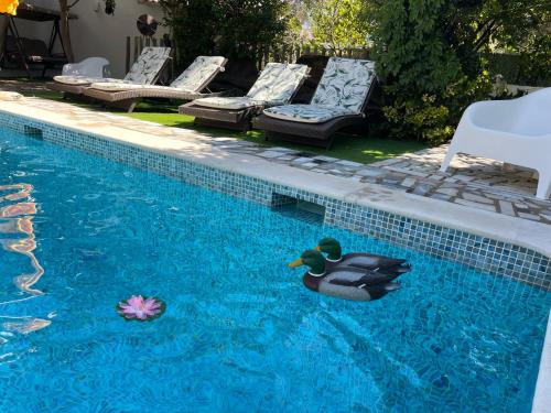 a rubber duck floating in a swimming pool at Ria Studios in Olhão