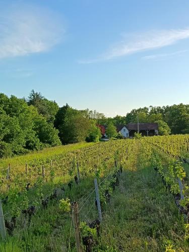 Gîte au milieu des vignes