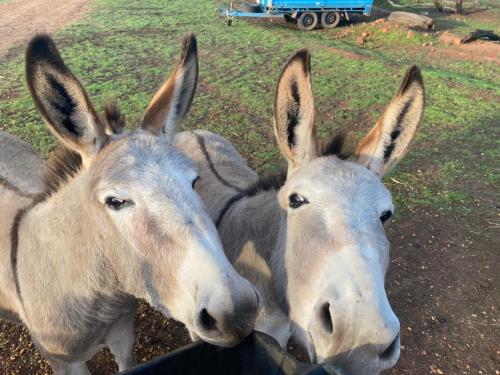 two donkeys are standing next to each other at Sandalwood Downs Fabulous Farm Stay TOODYAY in Toodyay