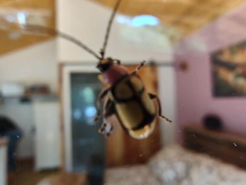 Φωτογραφία από το άλμπουμ του Chalé beija flor σε Paraisopolis