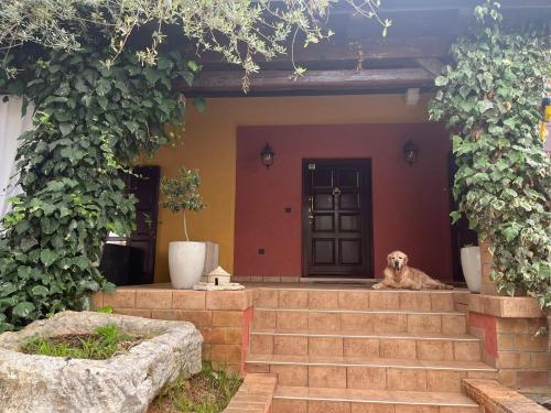a dog sitting on the steps of a house at NEW!!! La Magrina - Bed&Breakfast in Vrsar