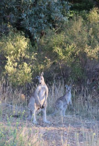 two animals standing in the grass in a field at Lilydale Lodge - Shared in Castlemaine