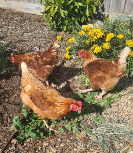 a group of chickens standing in the yard at Lilydale Lodge - Shared in Castlemaine