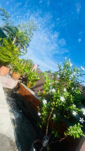 a group of plants in pots on a wall at Motel Seri Mutiara in Kuah