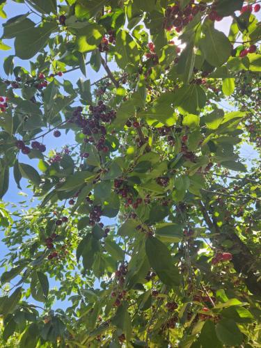 a tree with green leaves and lots of fruit at Garni Nature Villa in Garni