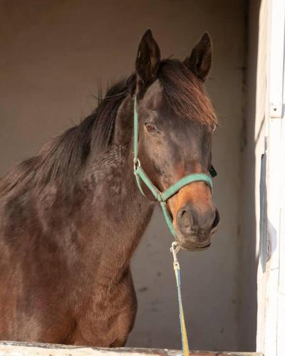 a brown horse wearing a green bridle standing in a stable at The Loop Farmhouse Mooi River in Mooirivier