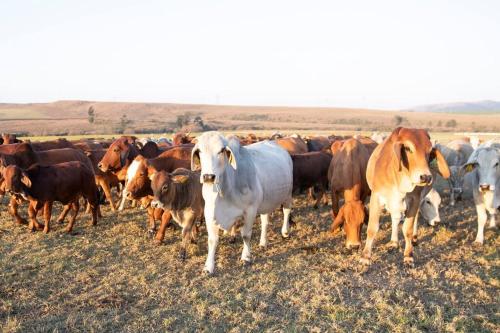 a herd of cows walking in a field at The Loop Farmhouse Mooi River in Mooirivier