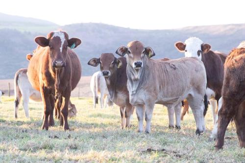 a herd of cows standing in a field at The Loop Farmhouse Mooi River in Mooirivier