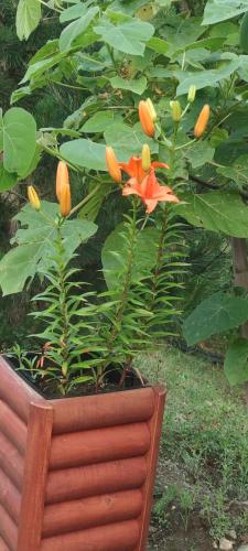 a flower pot with a plant in it at Seoski Turizam Feniks - apartman Ostrog in Kosjerić