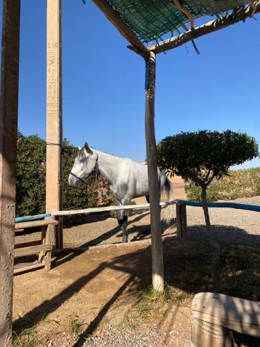 a white horse standing next to a fence at Les cavaliers chez Yassine in Marrakech