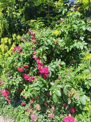 a garden with pink flowers and green plants at Willa Epiona in Stepnica