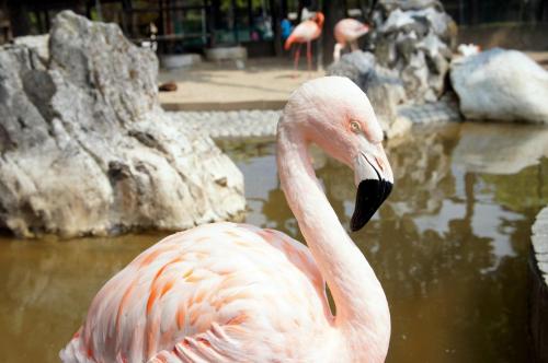 a pink flamingo is standing in the water at Base605 in Kurume