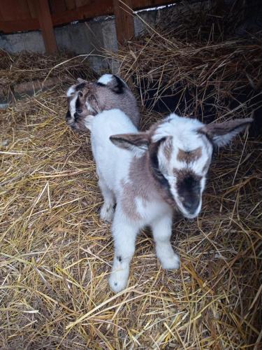 two baby goats are standing in the hay at La Caigola in Ala