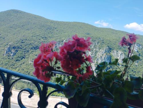 a plant with red flowers in front of a mountain at Maya : casa rustica con vista panoramica in Narni