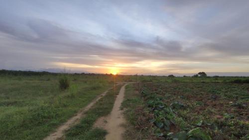 a dirt road in a field with the sunset in the background at Harmony Haven, Udawalawe, Sri Lanka in Udawalawe