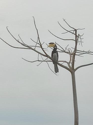 a bird perched on top of a tree branch at Harmony Haven, Udawalawe, Sri Lanka in Udawalawe