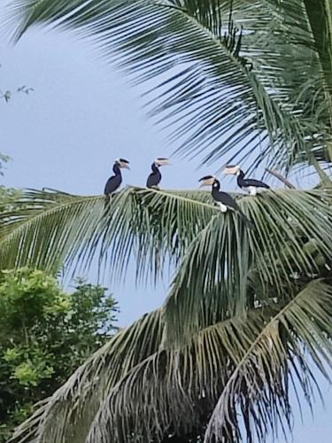 a group of birds sitting on top of a palm tree at Harmony Haven, Udawalawe, Sri Lanka in Udawalawe