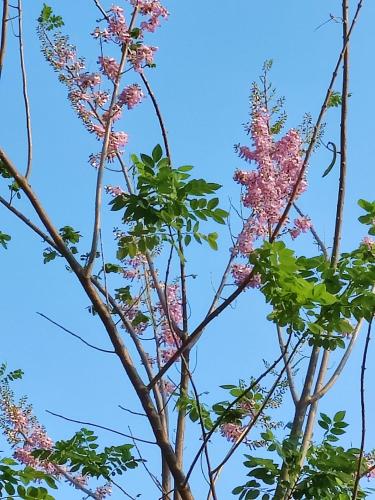 a tree with pink flowers against a blue sky at Harmony Haven, Udawalawe, Sri Lanka in Udawalawe