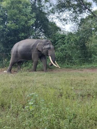 an elephant walking in a field of grass at Harmony Haven, Udawalawe, Sri Lanka in Udawalawe