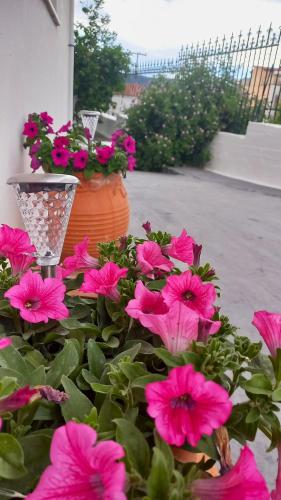 a bunch of pink flowers in a garden at TriΖin in Galatas