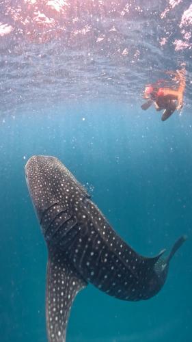a whale shark swimming next to a person in the water at Dhigurah Dhonveli Boutique in Dhigurah