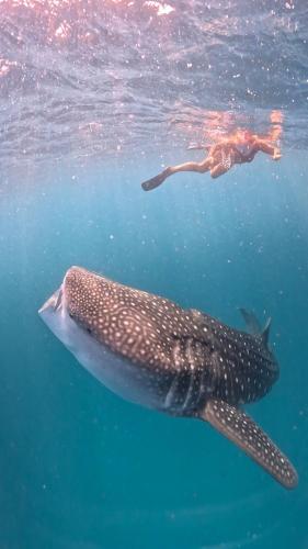a person swimming next to a whale shark in the water at Dhigurah Dhonveli Boutique in Dhigurah