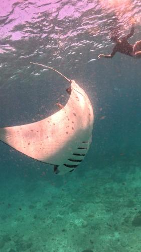 a whale shark swimming in the water at Dhigurah Dhonveli Boutique in Dhigurah