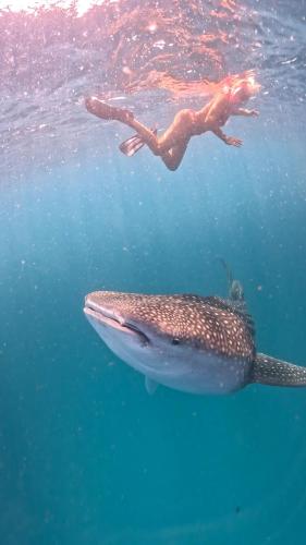 a person swimming next to a whale shark in the water at Dhigurah Dhonveli Boutique in Dhigurah