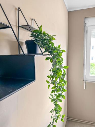 une plante sur une étagère dans une pièce dans l'établissement 405- saint brieuc, à Saint-Brieuc