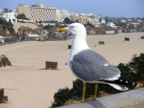 a seagull standing on a ledge near a beach at T1 na 1 linha da Praia da Rocha in Portimão