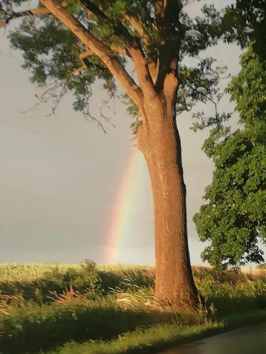 a rainbow next to a tree with a tree at Przystanek Las in Gąsawa