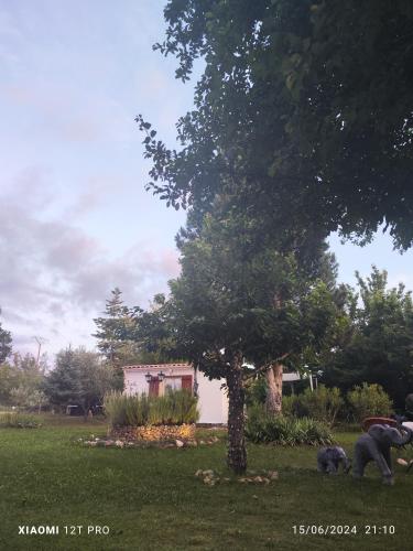 deux animaux debout dans une cour à côté d'un arbre dans l'établissement LES GORGES DU VERDON chalet, à Riez