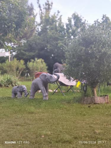 un groupe d'éléphants se tenant dans un champ dans l'établissement LES GORGES DU VERDON chalet, à Riez