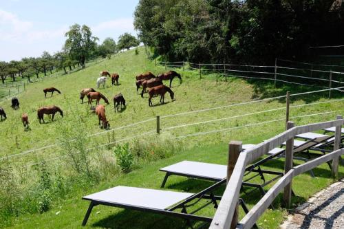 a group of horses grazing in a field at Trautesheim Ferienwohnungen in Wangen im Allgäu