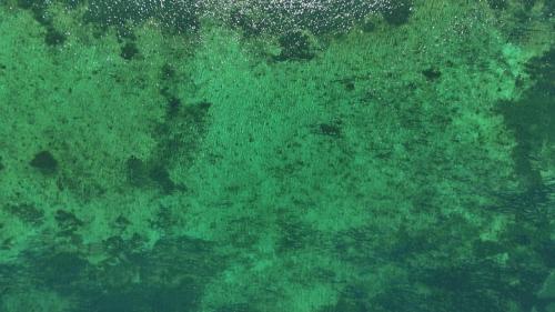 a close up of a green ocean floor at Casa De Praia - Entire Home - North Beach in Wallaroo